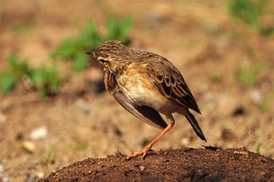 PADDYFIELD PIPIT - BYZ00611a.jpg