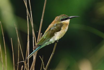BLUE-TAILED BEE-EATER - BYZ01898b.jpg