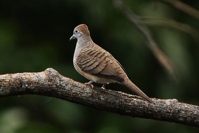 ZEBRA DOVE - BYZ01873a.jpg