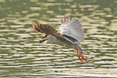 BLACK-CROWNED NIGHT HERON - BYZ02013a.jpg