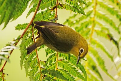 WARBLING WHITE-EYE - BYZ01194a.jpg