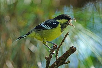 ELEGANT TIT - BYZ01752a.jpg