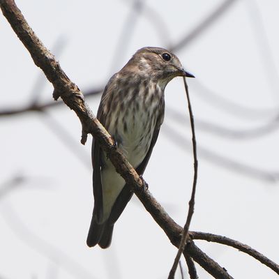 GREY-STREAKED FLYCATCHER - BZZ00183.JPG