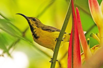 OLIVE-BACKED SUNBIRD - BYZ01574a.jpg