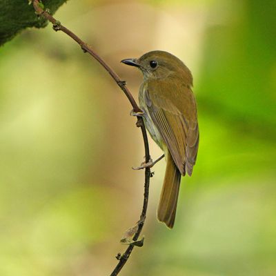 GREEN-BACKED WHISTLER - BZZ00378a.jpg