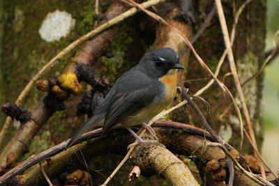 BUNDOK FLYCATCHER - BZZ00363a.jpg