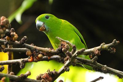 GUAIABERO - BZZ00585b.jpg