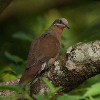 WHITE-EARED BROWN DOVE - BZZ00507aa.jpg