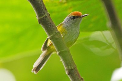 MOUNTAIN TAILORBIRD - BZZ00435a.jpg