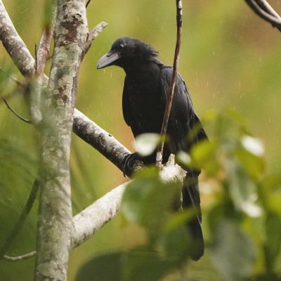 LARGE-BILLED CROW - BYZ01382a.jpg