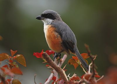 MOUNTAIN SHRIKE - BYZ01818aaa.jpg