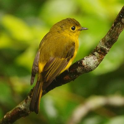 CITRINE CANARY FLYCATCHER - BYZ00279a.jpg