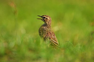 PADDYFIELD PIPIT - BYZ00615a.jpg