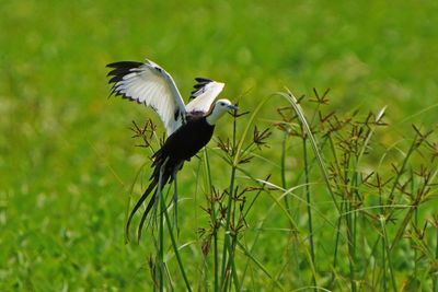 PHEASANT-TAILED JACANA - BYZ00747a.jpg