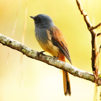 BLUE-HEADED FANTAIL - BYZ01720a.jpg