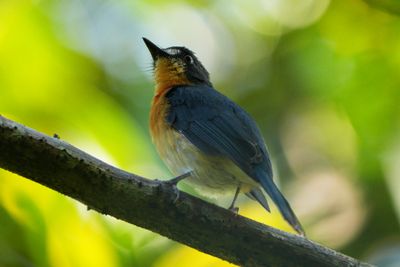 MANGROVE BLUE FLYCATCHER - BZZ01337a.jpg