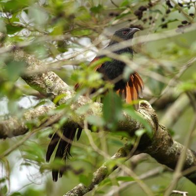 PHILIPPINE COUCAL - BYZ02415a.jpg