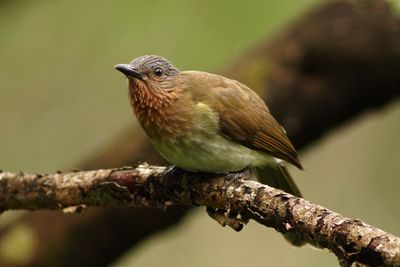 PHILIPPINE BULBUL - BYZ02322b.jpg