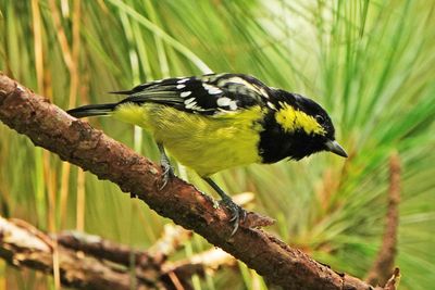 ELEGANT TIT - BYZ02217a.jpg