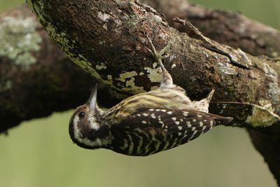 PHILIPPINE PYGMY WOODPECKER - BZZ00799a.jpg