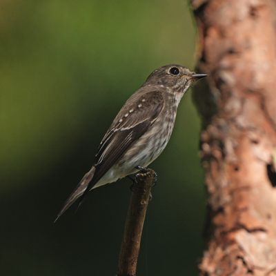 GREY-STREAKED FLYCATCHER - BZZ00727a.jpg