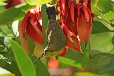 OLIVE-BACKED SUNBIRD - BZZ01515a.jpg