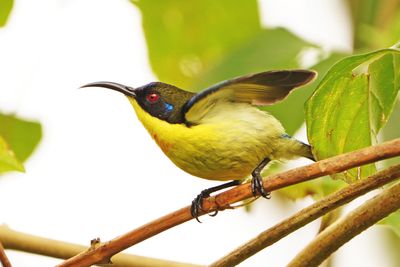 LUZON SUNBIRD - BYZ01064a.jpg