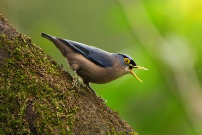 SULPHUR-BILLED NUTHATCH - BZZ00869a.jpg