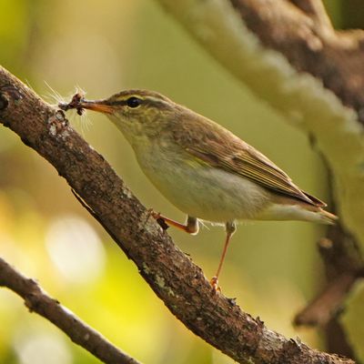 ARCTIC WARBLER - BYZ01436aa.jpg