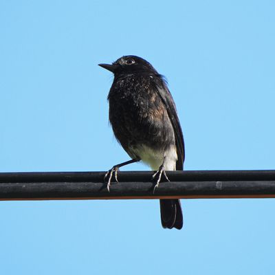 PIED BUSHCHAT - BZZ01761a.jpg