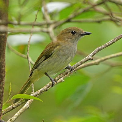 GREEN-BACKED WHISTLER - BZZ00450a.jpg