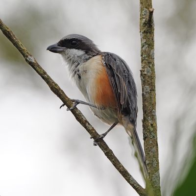 MOUNTAIN SHRIKE - BYZ01828a.jpg