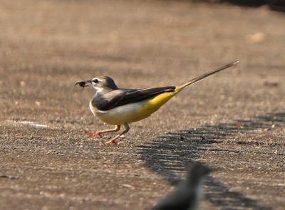 GRAY WAGTAIL - BZZ01840a.jpg