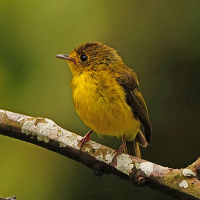CITRINE CANARY-FLYCATCHER - BYZ09455a.jpg