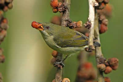 BUZZING FLOWERPECKER - BZZ00517a.jpg