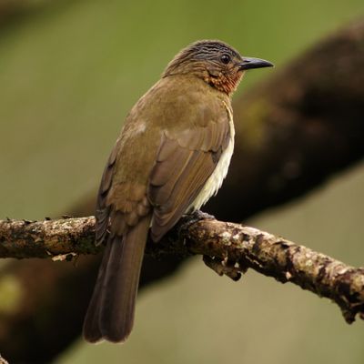 PHILIPPINE BULBUL - BYZ02314.JPG