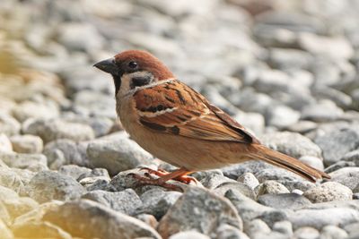 EURASIAN TREE SPARROW - BZZ01912a.jpg
