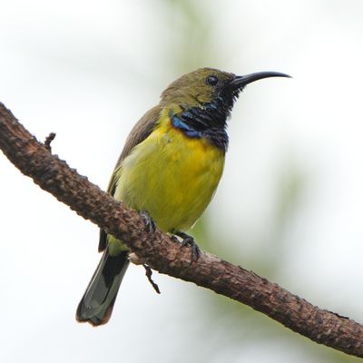 GARDEN SUNBIRD - BZZ01932a.jpg