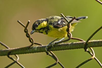 ELEGANT TIT - BZZ0029a.jpg