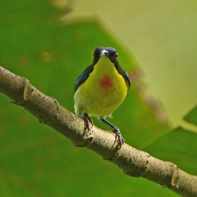 LUZON SUNBIRD - BZZ00504a.jpg
