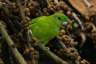 GUAIABERO - BZZ00591a.jpg