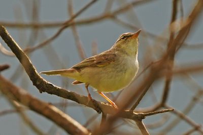 ARCTIC WARBLER - BYZ01415a.jpg