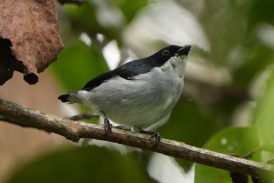 BICOLORED FLOWERPECKER - BZZ00839a.jpg