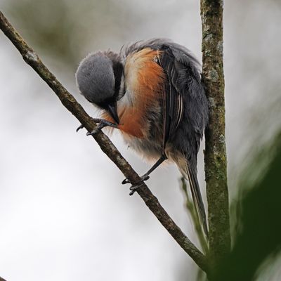 MOUNTAIN SHRIKE - BYZ01837a.jpg