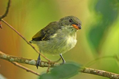 BUZZING FLOWERPECKER - BZZ00829a.jpg