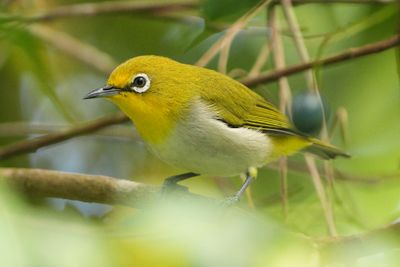 WARBLING WHITE-EYE - BZZ01629a.jpg