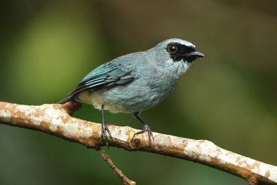 TURQUOISE FLYCATCHER - BZZ01636a.jpg