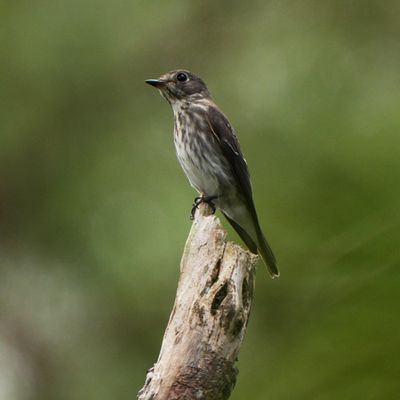 GREY-STREAKED FLYCATCHER - BZZ01255a.jpg