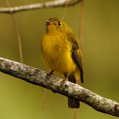CITRINE CANARY-FLYCATCHER - BYZ01447a.jpg