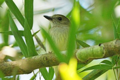 GREEN-BACKED WHISTLER - BYZ02048a.jpg